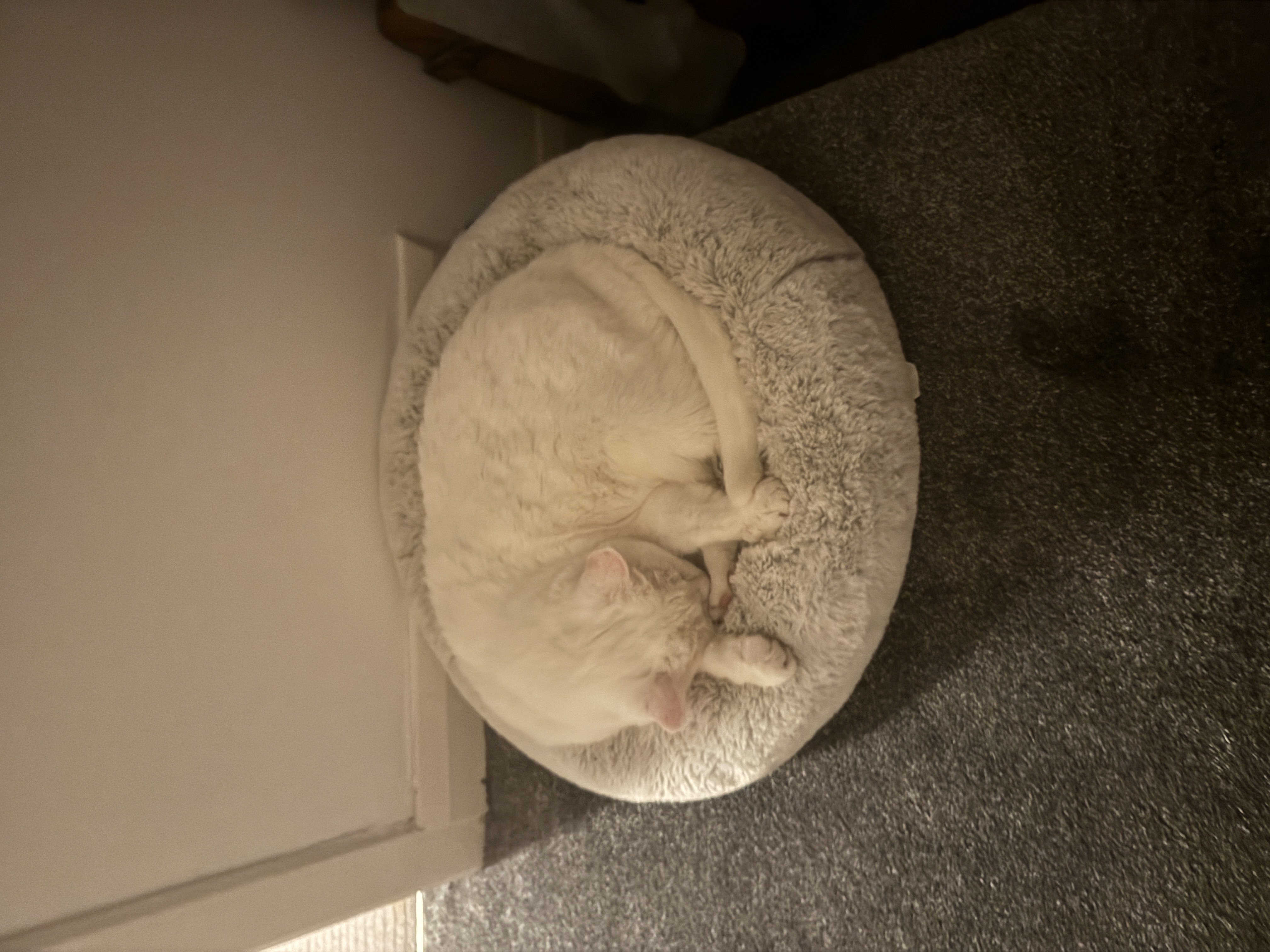 The Cat